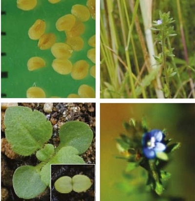Wall speedwell at four growth stages